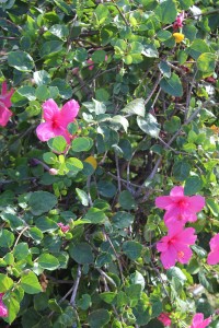 a close-up of a bush with pink flowers