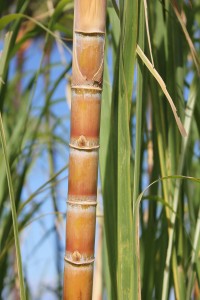 a close-up of a cane