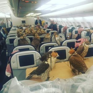 a group of birds on an airplane