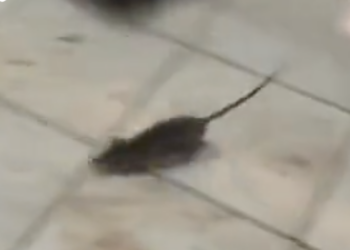 a black mouse on a tile floor